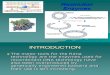 Recombinant Ppt