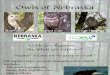 Owls of Nebraska PowerPoint
