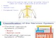 Anatomy - The Nervous System Powerpoint