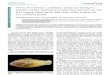 pisces,perciformes, cichlidae, laetacara dorsigera heckel, 1840  luz esteban.pdf