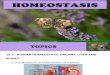 Chapter 19 - Homeostasis (Part 3)