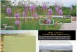 Living Landscapes in Minnesota: A Guide To Native Plantscaping - Minnesota NRCS