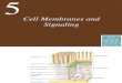 Ch05 Lecture-Cell Membranes and Signaling-1