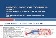 Histology of Tonsil and Splenic Circulation by Dr. Roomi