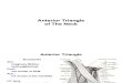 9 Anterior Triangle of the Neck E-learning