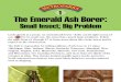 Emerald Ash Borer Domonstration Trail