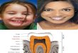 Difference Bw D P Dentition