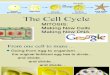 Notes Cell Cycle 2010