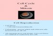13346 CellCycle&Mitosis