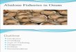 Ablone Fisheries in Oman