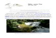 April 2007 White Tailed Kite Newsletter, Altacal Audubon Society