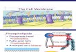 Kim Folger's Cell Membrane Diffusion 2008