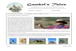 April 2010 Gambel's Tales Newsletter Sonoran Audubon Society