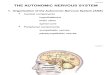 Lecture 4 Autonomic Nervous System