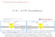 F1Fo ATP Synthase