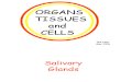 Organs Tissues and Cells
