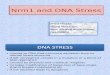 Nrm1 and DNA Stress