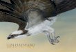 Tim Hayward : Birds of Prey