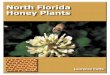 North florida honey plants pages