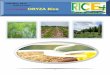 14th may,2015 daily exclusive oryza rice e newsletter by riceplus magazine