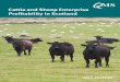 QMS Cattle & Sheep Enterprise Profitability in Scotland 2013