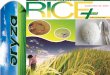 21st september,2015 daily exclusive oryza rice e newsletter by riceplus magazine
