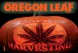 Oregon Leaf — Oct. 2015