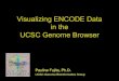 Visualizing ENCODE Data in the UCSC Genome Browser