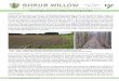 Proper site preparation is critical to establishing willow bioenergy 