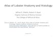 Atlas of Lobster Anatomy and Histology