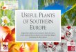 USEFUL PLANTS OF SOUTHERN EUROPE