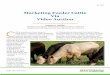 Marketing Feeder Cattle Via Video Auction