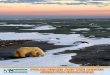 POLAR BEARS AND THE ARCTIC