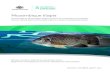 The potential for Mozambique tilapia Oreochromis mossambicus to 