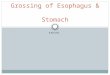 Grossing of esophagus