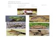 Activ amphibians and reptiles