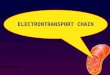 Electron Transport Chain ETC