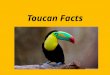 Toucan facts