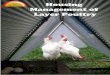 Layer Poultry Housing Management