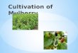Mulberry cultivation