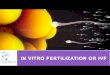 In vitro fertilization or ivf