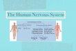 Lesson 1   the human nervous system