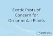 Exotic Pests of Concern for Ornamental Plants