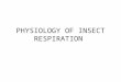 Physiology of insect respiration