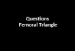 Exam Questions Femoral Triangle