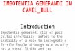 Imbotentia generandi in camel bull