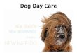 Dog Day Care | Barker Ark