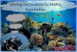 Diving Excursions in Mahe Seychelles