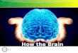 How the Brain Works part 2