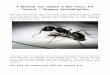 4 Methods For Humane and Non Toxic Ant Control | Niagara Extermination